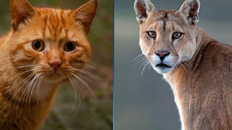 An Oregon wildlife agency clarified that the animal reportedly seen in an area park was not a...