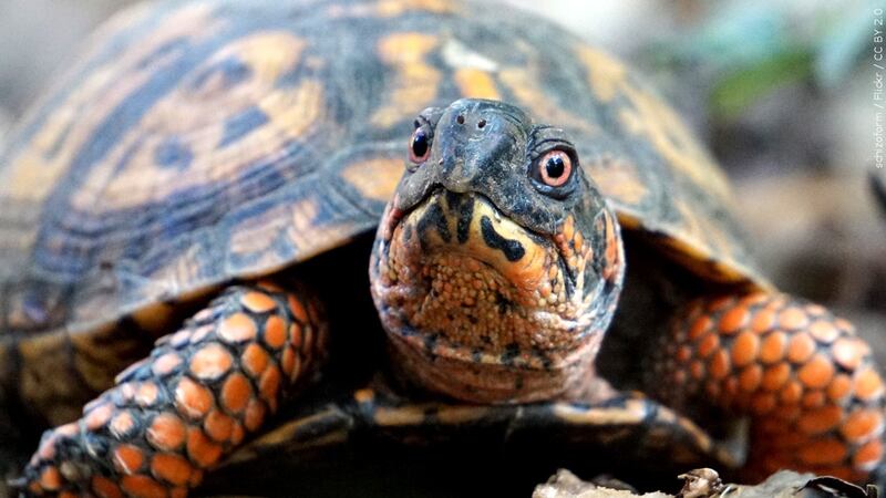 Eastern box turtles have a domed shell which can display radiated lines or spots, making them...