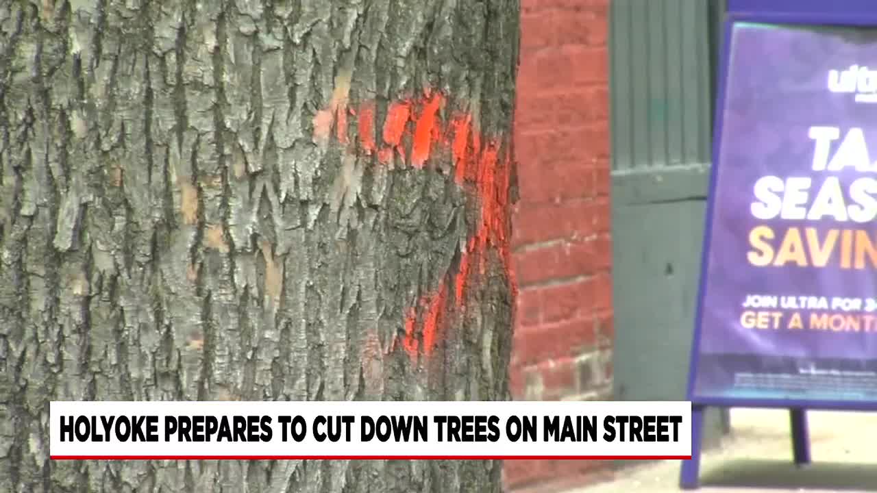 Beetles wreak havoc and take down multiple trees on Main Street - Vimarsana News